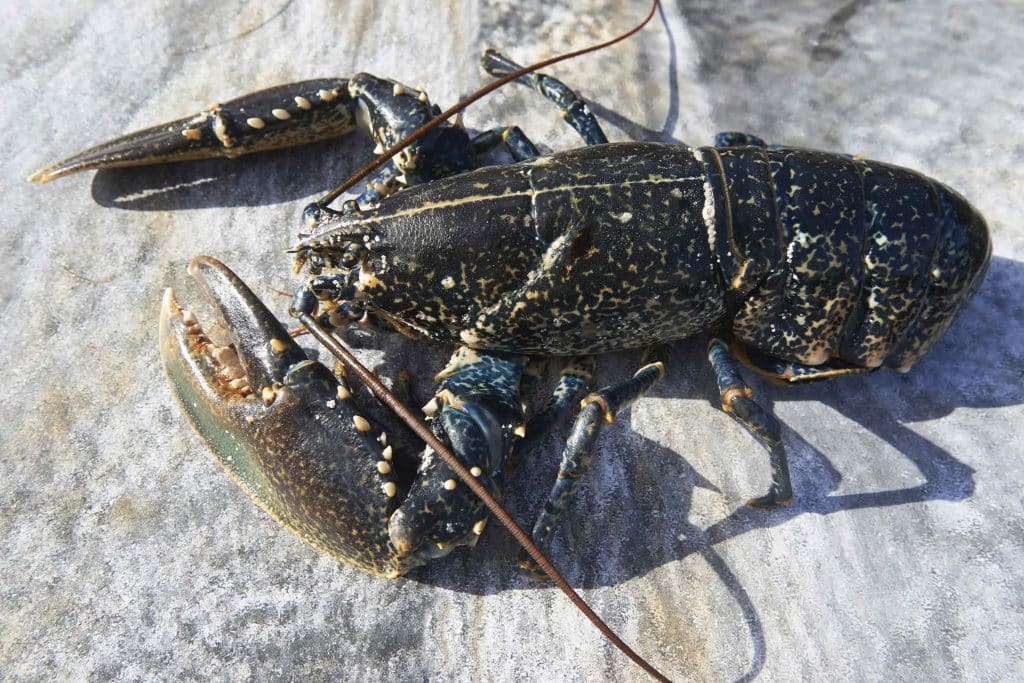 Le homard B.Galeron en bretagne