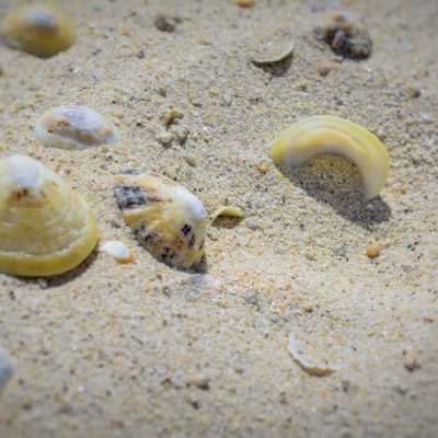 la Plage et ses coquillages